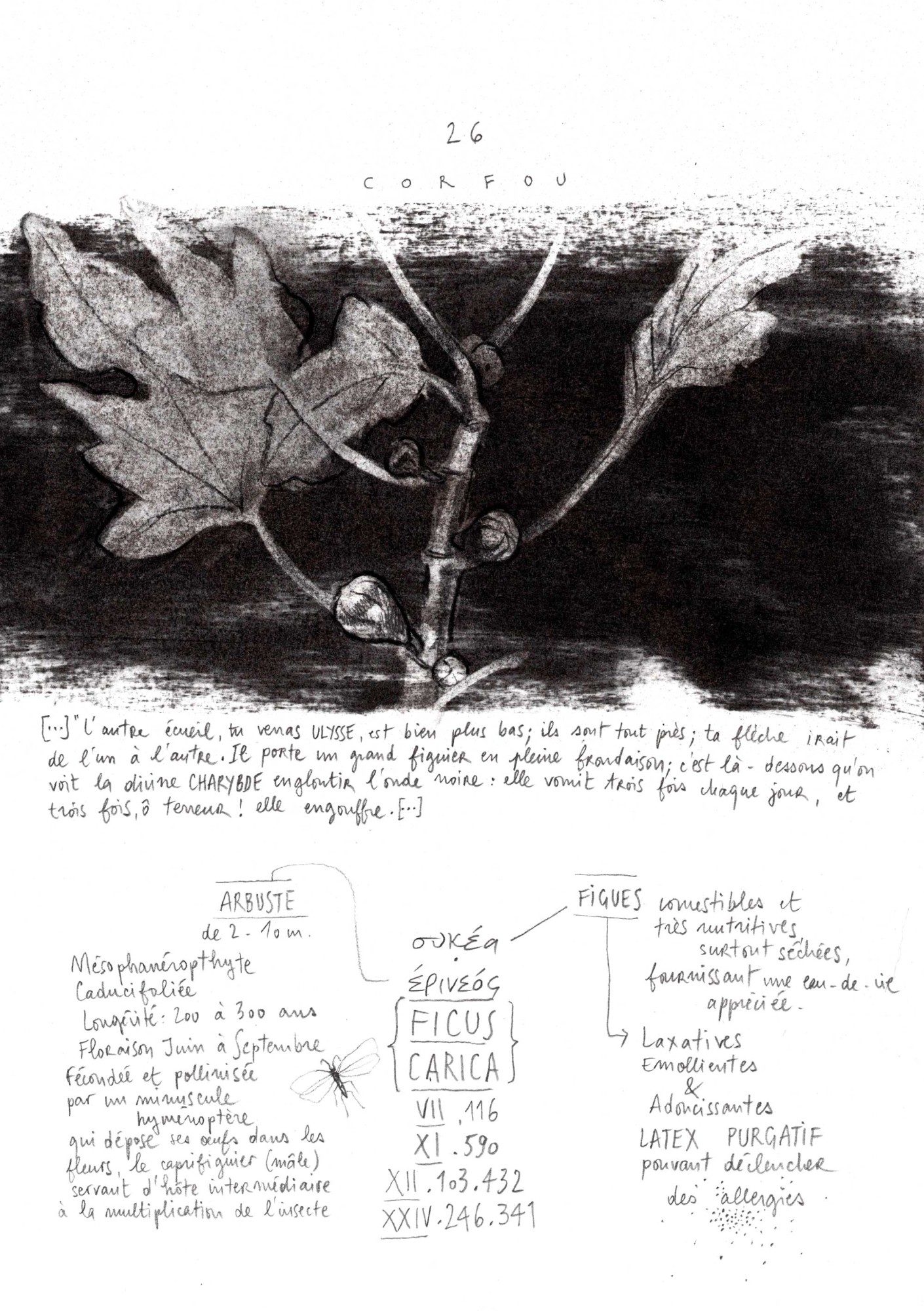 Ficus carica, Odyssea - Jardin Possible © Collectif Personne